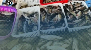 أسعار أسماك كفر الشيخ السبت: كيلو البلطي يصل إلى 70 جنيهاً